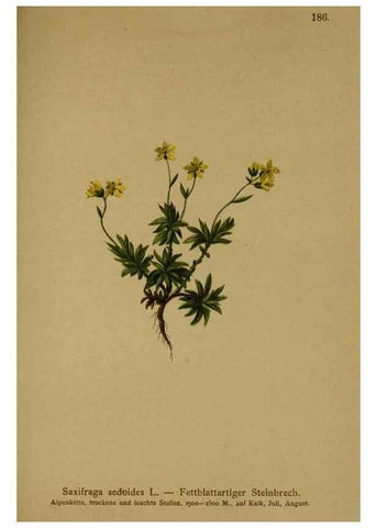 Reproducción/Reproduction 10055612656: Atlas der Alpenflora /. Wien :Eigenthum und Verlag des Deutschen und Oesterr. Alpenvereins,1882.