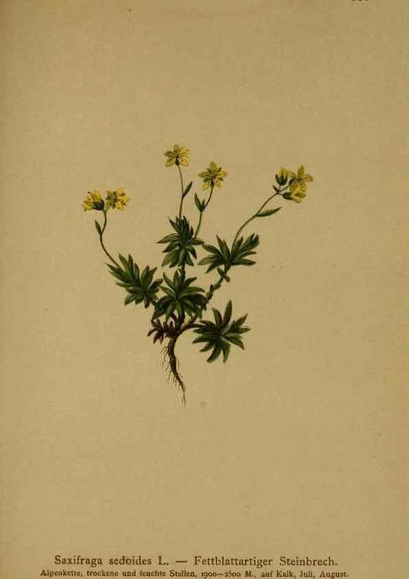Reproducción/Reproduction 10055612656: Atlas der Alpenflora /. Wien :Eigenthum und Verlag des Deutschen und Oesterr. Alpenvereins,1882.