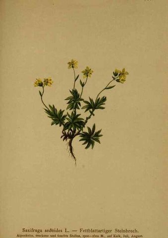 Reproducción/Reproduction 10055612656: Atlas der Alpenflora /. Wien :Eigenthum und Verlag des Deutschen und Oesterr. Alpenvereins,1882.