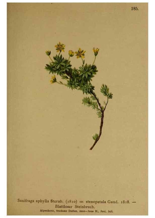 Reproducción/Reproduction 10055538154: Atlas der Alpenflora /. Wien :Eigenthum und Verlag des Deutschen und Oesterr. Alpenvereins,1882.