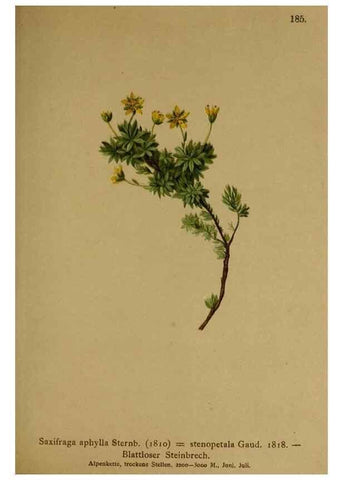 Reproducción/Reproduction 10055538154: Atlas der Alpenflora /. Wien :Eigenthum und Verlag des Deutschen und Oesterr. Alpenvereins,1882.