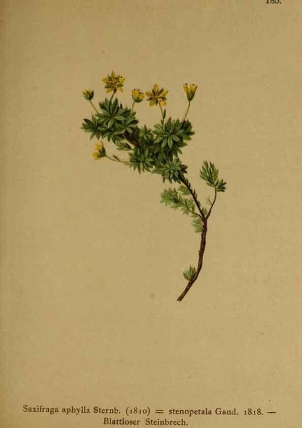 Reproducción/Reproduction 10055538154: Atlas der Alpenflora /. Wien :Eigenthum und Verlag des Deutschen und Oesterr. Alpenvereins,1882.
