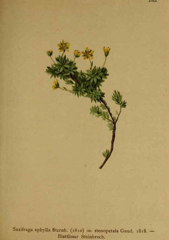 Reproducción/Reproduction 10055538154: Atlas der Alpenflora /. Wien :Eigenthum und Verlag des Deutschen und Oesterr. Alpenvereins,1882.