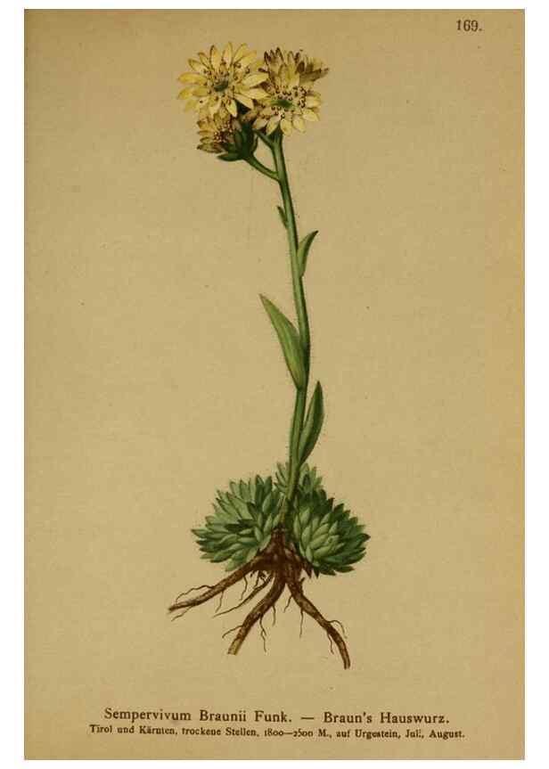 Reproducción/Reproduction 10055491354: Atlas der Alpenflora /. Wien :Eigenthum und Verlag des Deutschen und Oesterr. Alpenvereins,1882.