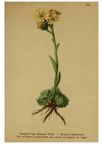 Reproducción/Reproduction 10055491354: Atlas der Alpenflora /. Wien :Eigenthum und Verlag des Deutschen und Oesterr. Alpenvereins,1882.