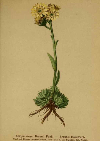 Reproducción/Reproduction 10055491354: Atlas der Alpenflora /. Wien :Eigenthum und Verlag des Deutschen und Oesterr. Alpenvereins,1882.