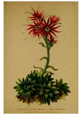 Reproducción/Reproduction 10055522995: Atlas der Alpenflora /. Wien :Eigenthum und Verlag des Deutschen und Oesterr. Alpenvereins,1882.