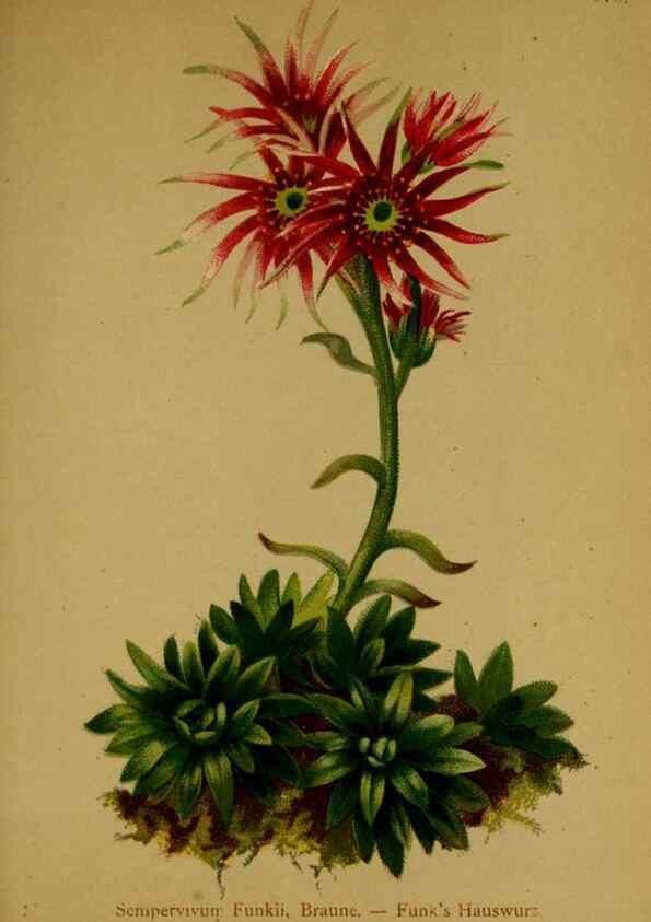 Reproducción/Reproduction 10055522995: Atlas der Alpenflora /. Wien :Eigenthum und Verlag des Deutschen und Oesterr. Alpenvereins,1882.