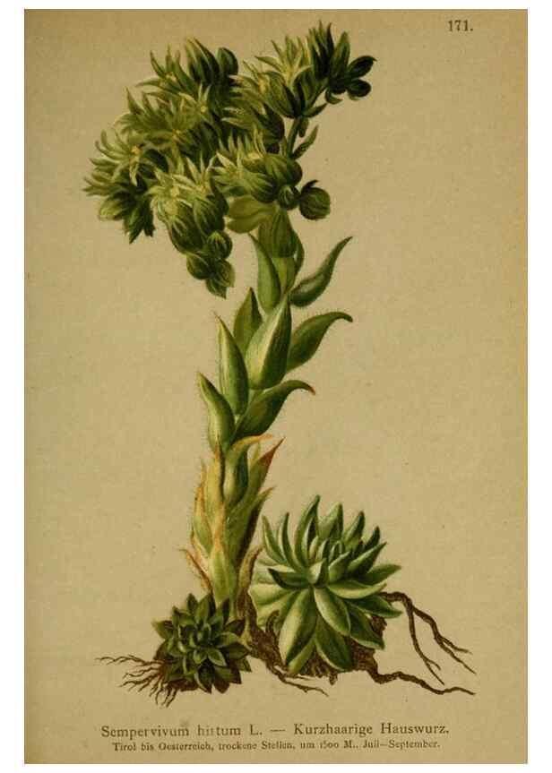 Reproducción/Reproduction 10055568916: Atlas der Alpenflora /. Wien :Eigenthum und Verlag des Deutschen und Oesterr. Alpenvereins,1882.