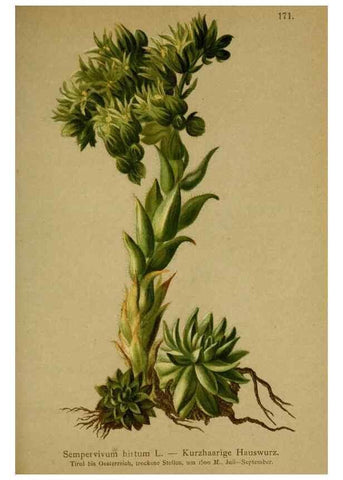 Reproducción/Reproduction 10055568916: Atlas der Alpenflora /. Wien :Eigenthum und Verlag des Deutschen und Oesterr. Alpenvereins,1882.