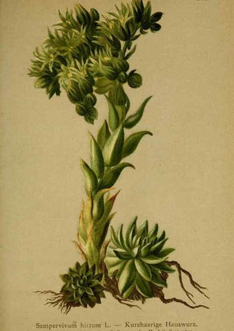 Reproducción/Reproduction 10055568916: Atlas der Alpenflora /. Wien :Eigenthum und Verlag des Deutschen und Oesterr. Alpenvereins,1882.