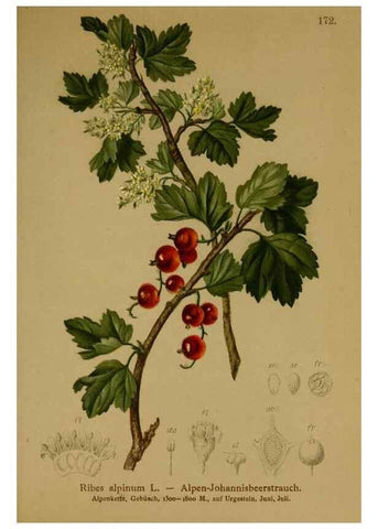 Reproducción/Reproduction 10055500914: Atlas der Alpenflora /. Wien :Eigenthum und Verlag des Deutschen und Oesterr. Alpenvereins,1882.