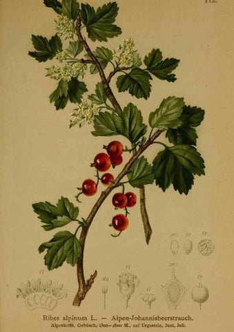 Reproducción/Reproduction 10055500914: Atlas der Alpenflora /. Wien :Eigenthum und Verlag des Deutschen und Oesterr. Alpenvereins,1882.