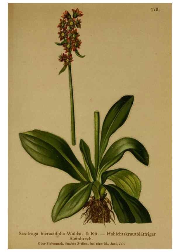 Reproducción/Reproduction 10055503284: Atlas der Alpenflora /. Wien :Eigenthum und Verlag des Deutschen und Oesterr. Alpenvereins,1882.