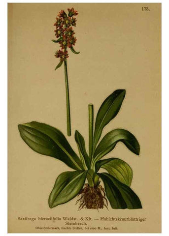 Reproducción/Reproduction 10055503284: Atlas der Alpenflora /. Wien :Eigenthum und Verlag des Deutschen und Oesterr. Alpenvereins,1882.