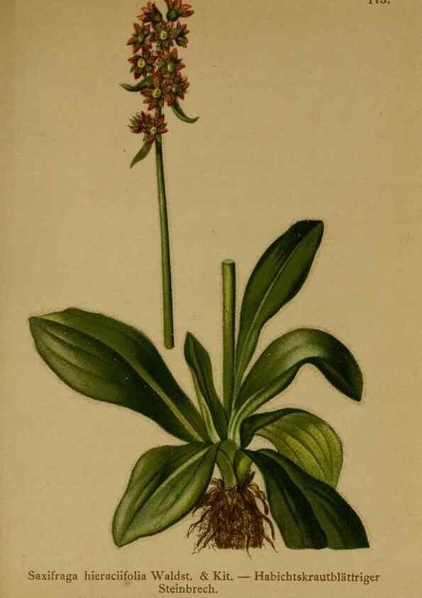Reproducción/Reproduction 10055503284: Atlas der Alpenflora /. Wien :Eigenthum und Verlag des Deutschen und Oesterr. Alpenvereins,1882.