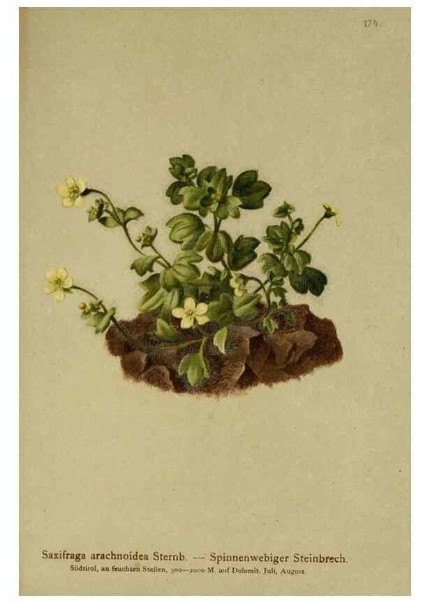 Reproducción/Reproduction 10055534405: Atlas der Alpenflora /. Wien :Eigenthum und Verlag des Deutschen und Oesterr. Alpenvereins,1882.