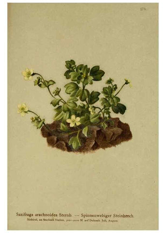 Reproducción/Reproduction 10055534405: Atlas der Alpenflora /. Wien :Eigenthum und Verlag des Deutschen und Oesterr. Alpenvereins,1882.