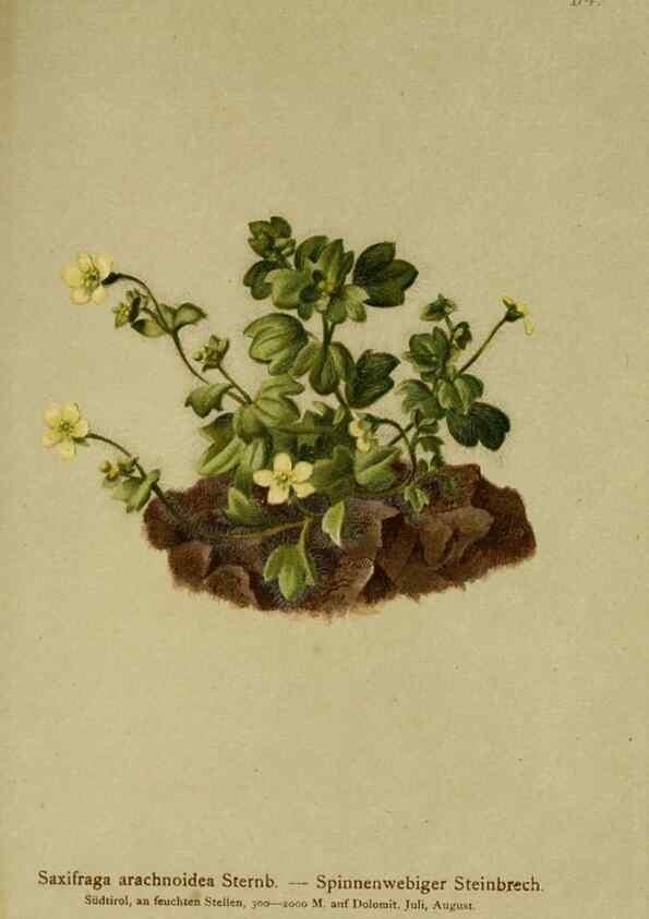 Reproducción/Reproduction 10055534405: Atlas der Alpenflora /. Wien :Eigenthum und Verlag des Deutschen und Oesterr. Alpenvereins,1882.