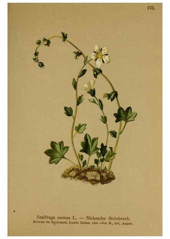 Reproducción/Reproduction 10055579856: Atlas der Alpenflora /. Wien :Eigenthum und Verlag des Deutschen und Oesterr. Alpenvereins,1882.