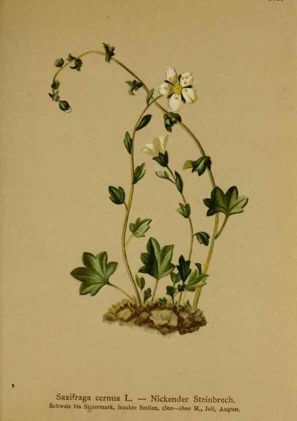 Reproducción/Reproduction 10055579856: Atlas der Alpenflora /. Wien :Eigenthum und Verlag des Deutschen und Oesterr. Alpenvereins,1882.