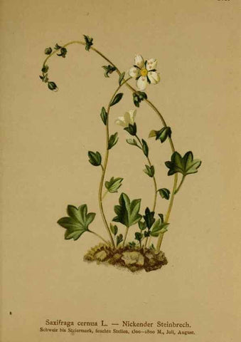 Reproducción/Reproduction 10055579856: Atlas der Alpenflora /. Wien :Eigenthum und Verlag des Deutschen und Oesterr. Alpenvereins,1882.