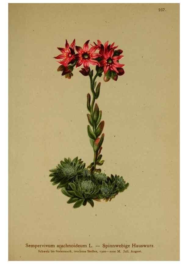 Reproducción/Reproduction 10055617963: Atlas der Alpenflora /. Wien :Eigenthum und Verlag des Deutschen und Oesterr. Alpenvereins,1882.
