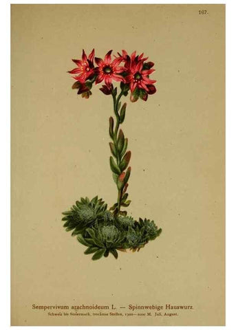 Reproducción/Reproduction 10055617963: Atlas der Alpenflora /. Wien :Eigenthum und Verlag des Deutschen und Oesterr. Alpenvereins,1882.