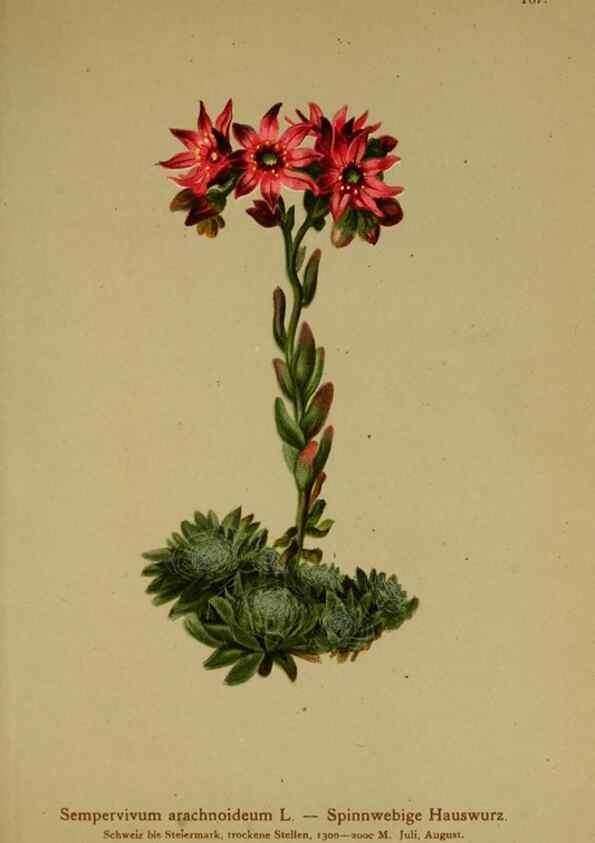 Reproducción/Reproduction 10055617963: Atlas der Alpenflora /. Wien :Eigenthum und Verlag des Deutschen und Oesterr. Alpenvereins,1882.