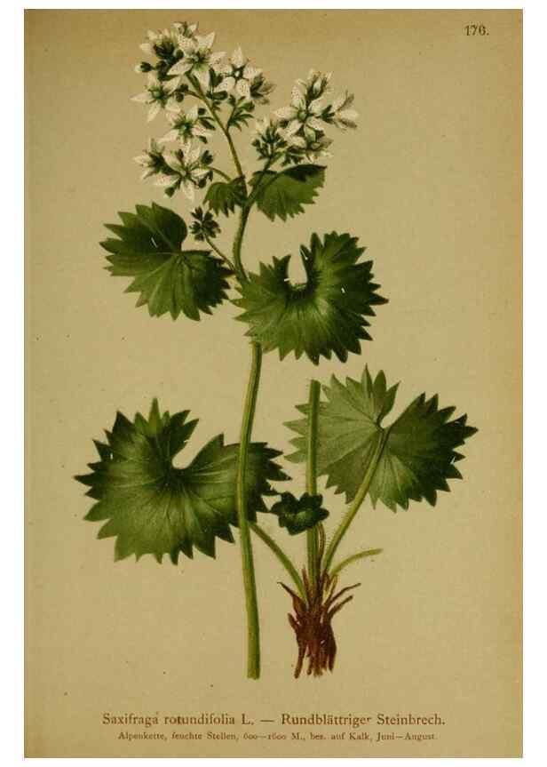 Reproducción/Reproduction 10055645333: Atlas der Alpenflora /. Wien :Eigenthum und Verlag des Deutschen und Oesterr. Alpenvereins,1882.