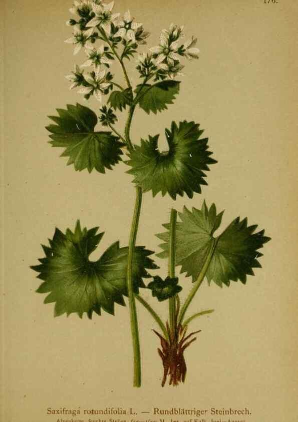 Reproducción/Reproduction 10055645333: Atlas der Alpenflora /. Wien :Eigenthum und Verlag des Deutschen und Oesterr. Alpenvereins,1882.