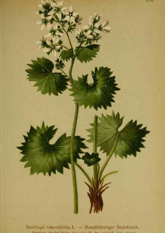 Reproducción/Reproduction 10055645333: Atlas der Alpenflora /. Wien :Eigenthum und Verlag des Deutschen und Oesterr. Alpenvereins,1882.
