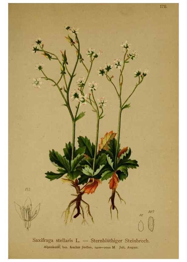 Reproducción/Reproduction 10055651673: Atlas der Alpenflora /. Wien :Eigenthum und Verlag des Deutschen und Oesterr. Alpenvereins,1882.