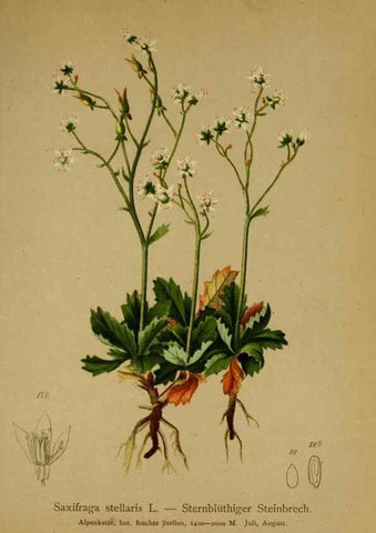 Reproducción/Reproduction 10055651673: Atlas der Alpenflora /. Wien :Eigenthum und Verlag des Deutschen und Oesterr. Alpenvereins,1882.