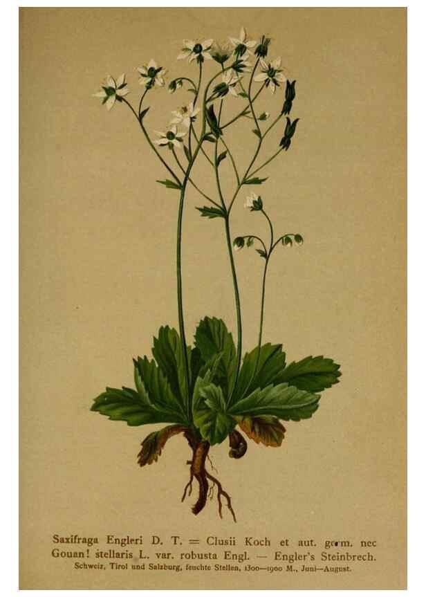 Reproducción/Reproduction 10055591766: Atlas der Alpenflora /. Wien :Eigenthum und Verlag des Deutschen und Oesterr. Alpenvereins,1882.