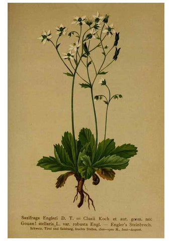 Reproducción/Reproduction 10055591766: Atlas der Alpenflora /. Wien :Eigenthum und Verlag des Deutschen und Oesterr. Alpenvereins,1882.