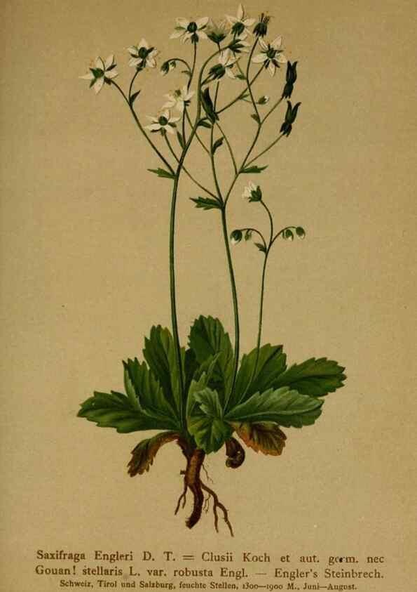 Reproducción/Reproduction 10055591766: Atlas der Alpenflora /. Wien :Eigenthum und Verlag des Deutschen und Oesterr. Alpenvereins,1882.