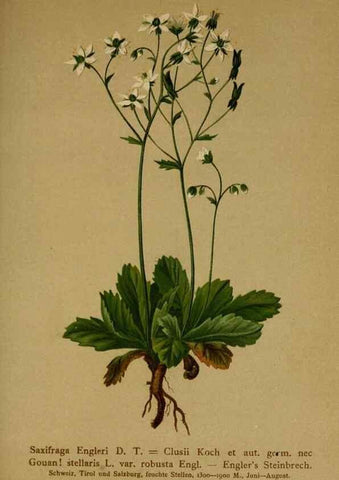 Reproducción/Reproduction 10055591766: Atlas der Alpenflora /. Wien :Eigenthum und Verlag des Deutschen und Oesterr. Alpenvereins,1882.