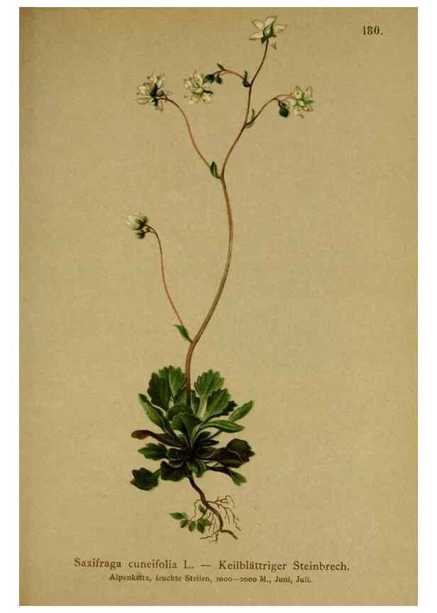 Reproducción/Reproduction 10055551915: Atlas der Alpenflora /. Wien :Eigenthum und Verlag des Deutschen und Oesterr. Alpenvereins,1882.