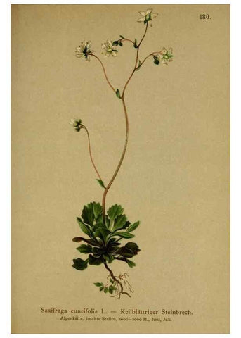 Reproducción/Reproduction 10055551915: Atlas der Alpenflora /. Wien :Eigenthum und Verlag des Deutschen und Oesterr. Alpenvereins,1882.