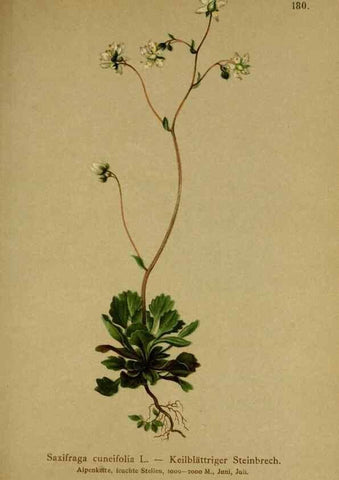 Reproducción/Reproduction 10055551915: Atlas der Alpenflora /. Wien :Eigenthum und Verlag des Deutschen und Oesterr. Alpenvereins,1882.