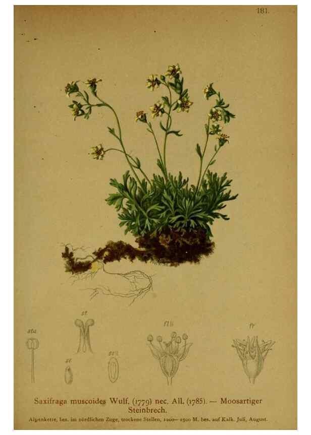 Reproducción/Reproduction 10055659613: Atlas der Alpenflora /. Wien :Eigenthum und Verlag des Deutschen und Oesterr. Alpenvereins,1882.