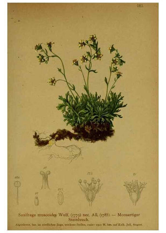 Reproducción/Reproduction 10055659613: Atlas der Alpenflora /. Wien :Eigenthum und Verlag des Deutschen und Oesterr. Alpenvereins,1882.
