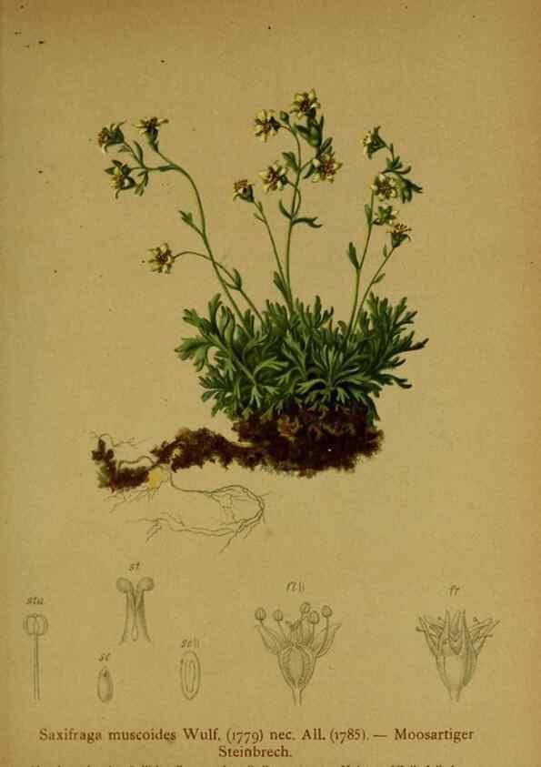 Reproducción/Reproduction 10055659613: Atlas der Alpenflora /. Wien :Eigenthum und Verlag des Deutschen und Oesterr. Alpenvereins,1882.