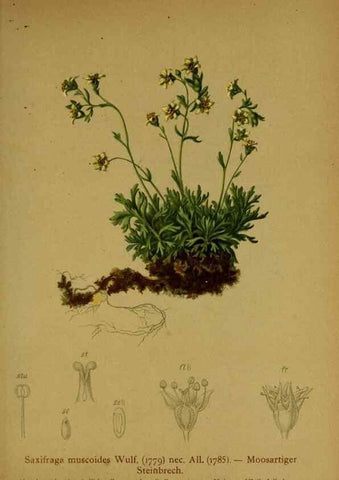 Reproducción/Reproduction 10055659613: Atlas der Alpenflora /. Wien :Eigenthum und Verlag des Deutschen und Oesterr. Alpenvereins,1882.