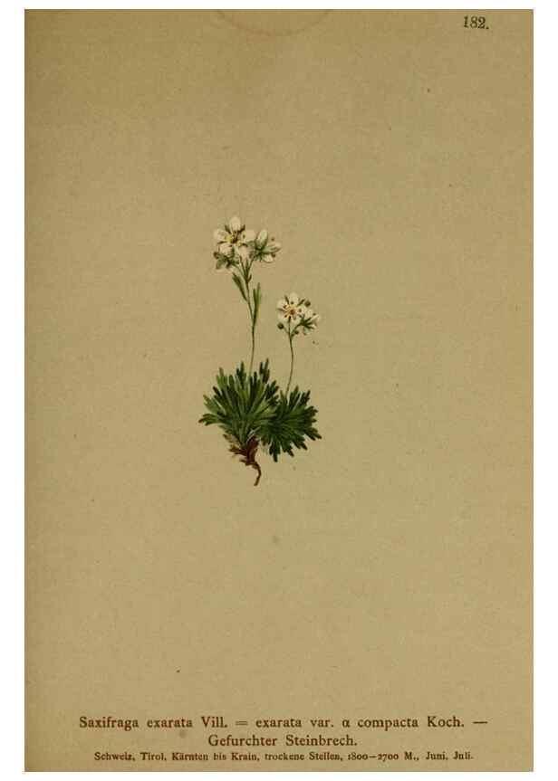 Reproducción/Reproduction 10055662683: Atlas der Alpenflora /. Wien :Eigenthum und Verlag des Deutschen und Oesterr. Alpenvereins,1882.