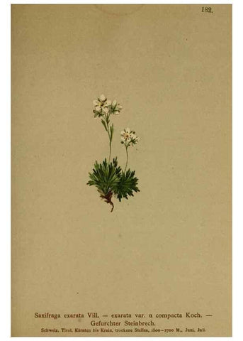 Reproducción/Reproduction 10055662683: Atlas der Alpenflora /. Wien :Eigenthum und Verlag des Deutschen und Oesterr. Alpenvereins,1882.