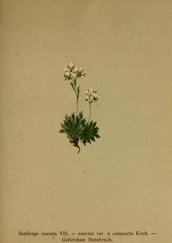 Reproducción/Reproduction 10055662683: Atlas der Alpenflora /. Wien :Eigenthum und Verlag des Deutschen und Oesterr. Alpenvereins,1882.