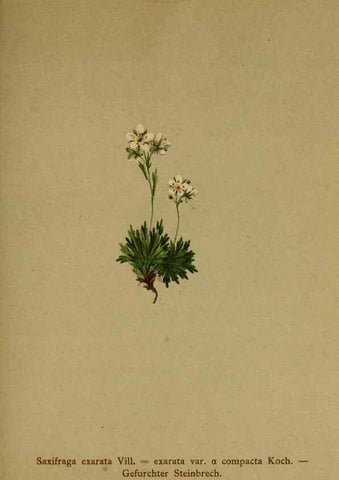 Reproducción/Reproduction 10055662683: Atlas der Alpenflora /. Wien :Eigenthum und Verlag des Deutschen und Oesterr. Alpenvereins,1882.