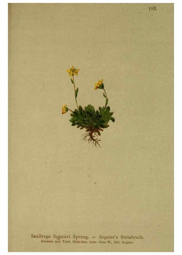 Reproducción/Reproduction 10055532754: Atlas der Alpenflora /. Wien :Eigenthum und Verlag des Deutschen und Oesterr. Alpenvereins,1882.